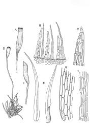 Orthodontium. A–H: O. lineare. A, capsule, moist. B, peristome detail. C, leaf apex. D, habit with capsule. E, leaves. F, capsule with operculum, dry. G, basal laminal cells at margin. H, mid laminal cells. Drawn from J.E. Beever 31-15, CHR 406193.
 Image: R.C. Wagstaff © Landcare Research 2021 CC BY 4.0
